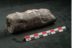 Foto (Seitenansicht) von Calamites communis Ettingshausen (NHMW-GEO-2024-0188-10963)